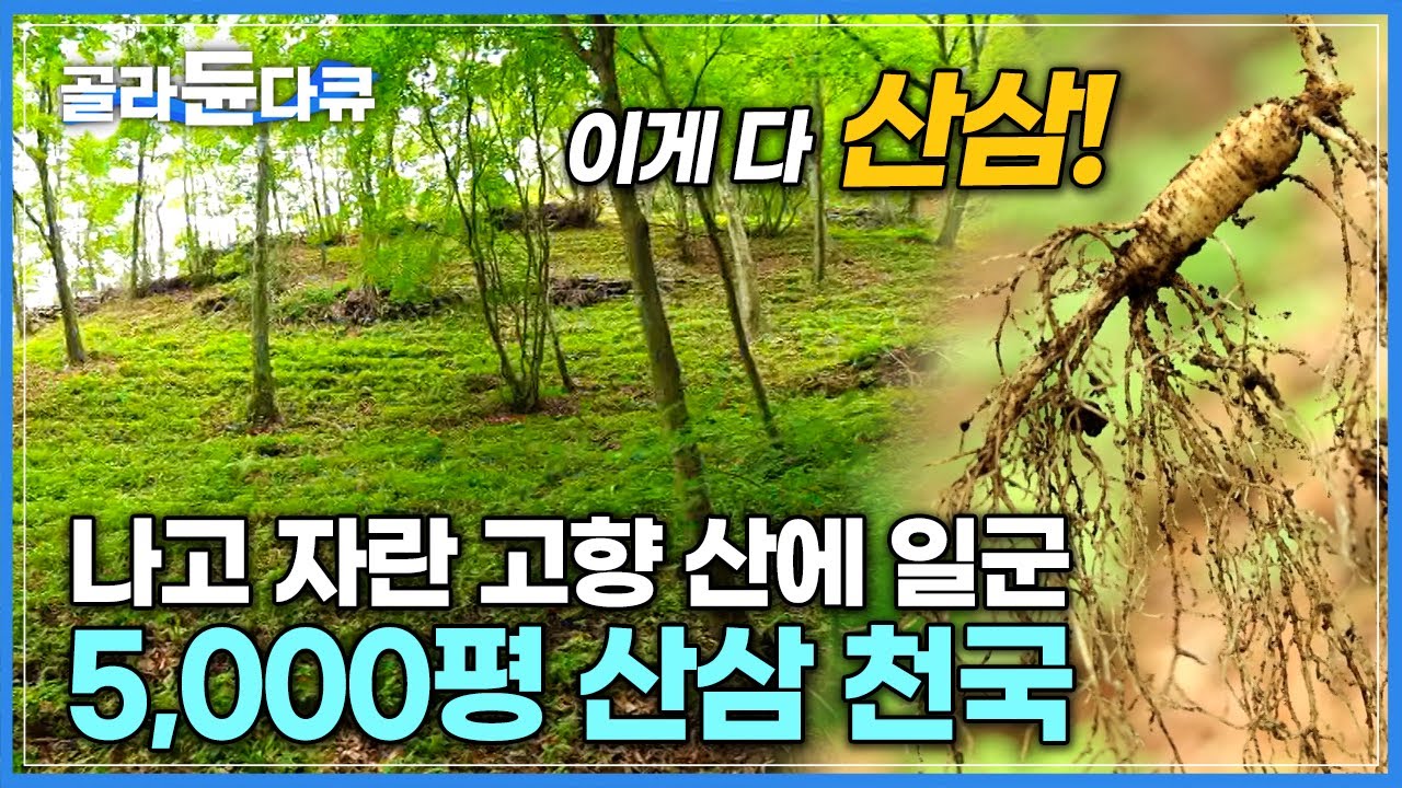‘자연의 생명력이 깃든 산의 보물’ 나고 자란 고향 산에 5,000평 산삼 밭을 만들었다│산양삼 가득 넣어 푹 고아 낸 여름 보양식 삼계탕│강원 횡성 태기산│고향민국│#골라듄다큐