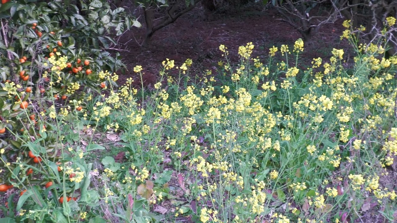 伊予市双海町 串鉄橋の菜の花