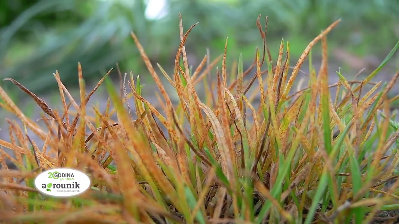 AGRO PREPORUKA - Na redu je za&scaron;tita useva p&scaron;enice