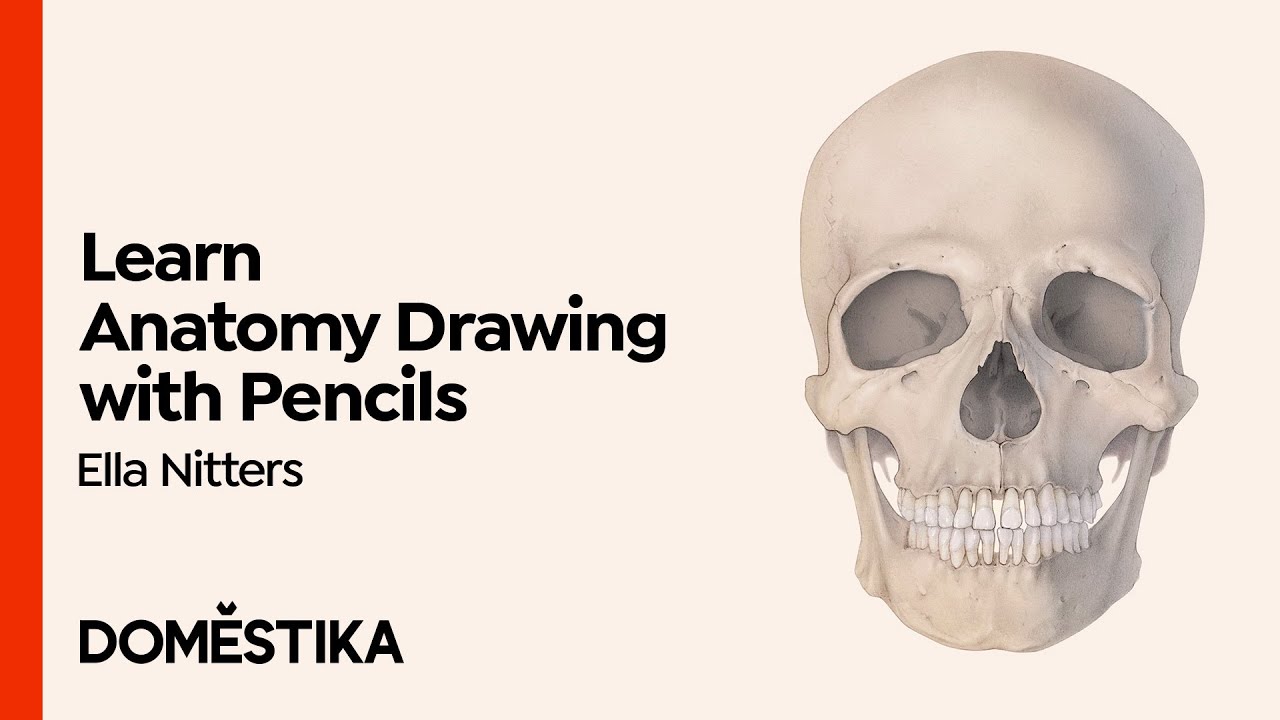 Intro to Anatomy Drawing with Graphite Pencil - Course by Ella Nitters | Domestika English