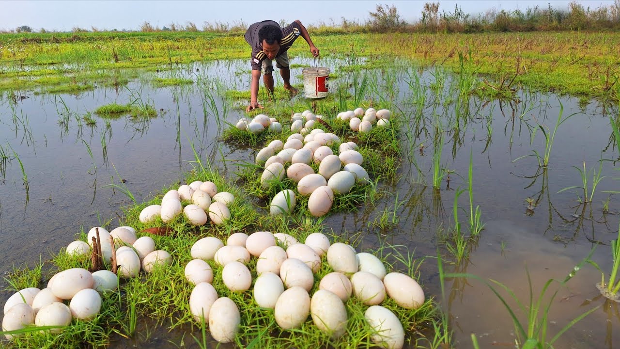 Amazing fishing! Picking eggs along the lake shore, picking up lots of eggs