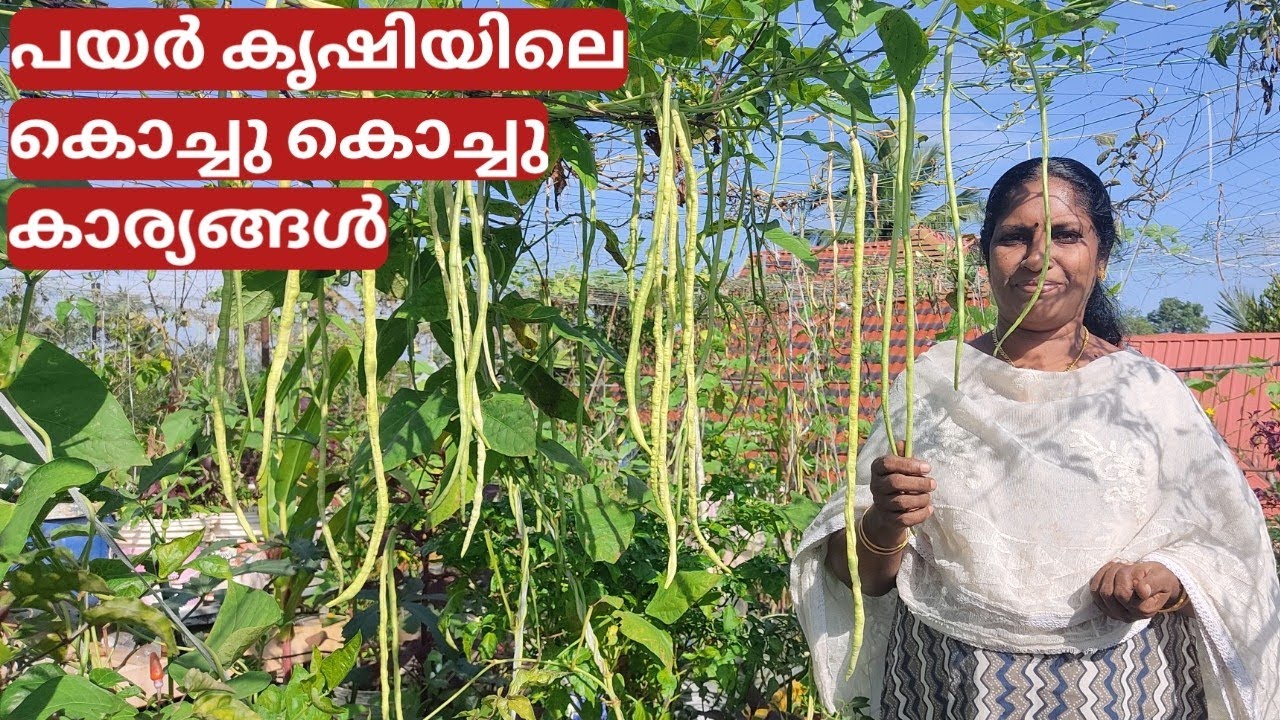 ഗ്രോബാഗിലെ വള്ളിപ്പയർ കൃഷി | Payar krishi (Yard long beans) on terrace in container or pot