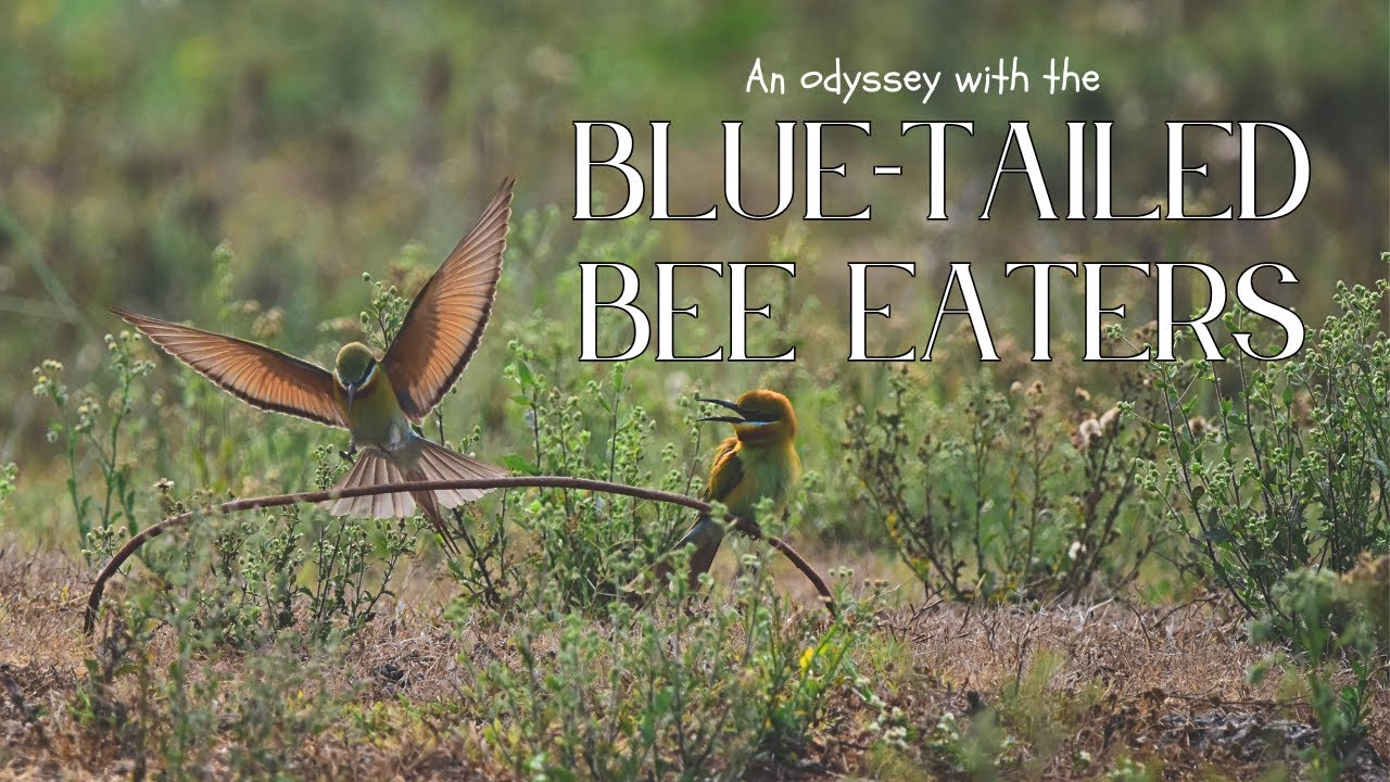 A Paradise for Bird-watchers just 135 KM from Bangalore| EP04 - The Blue-Tailed Bee Eaters of Mandya