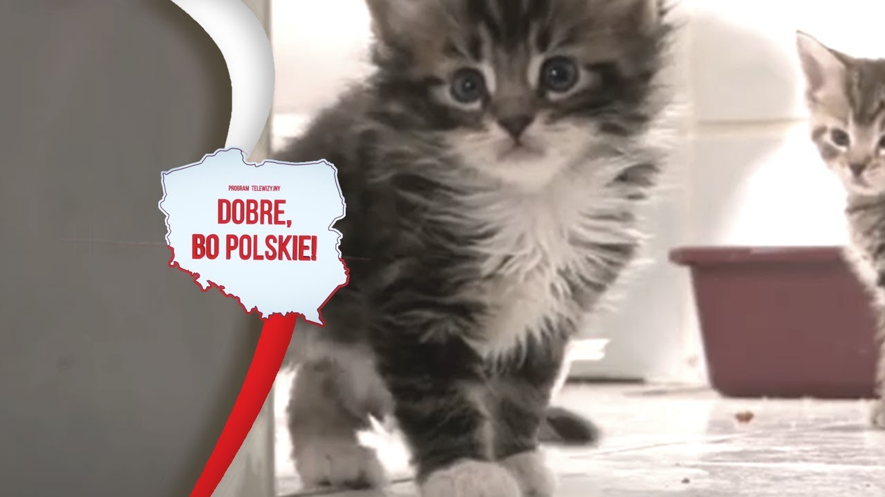 Jak wygląda produkcja żwirków dla kotów? | Cartech