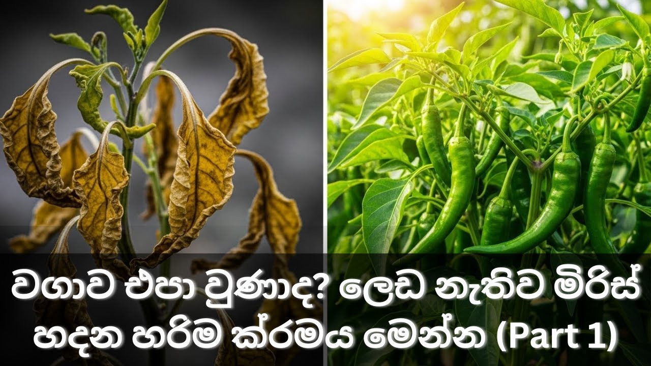 වගාව එපා වුණාද? ලෙඩ නැතිව මිරිස් හදන හරිම ක්‍රමය මෙන්න (Part 1)