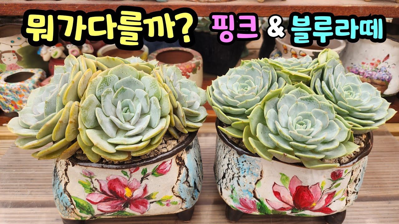 250913 뭐가다를까? 핑크라떼&블루라떼 비교하며키워봐요^^