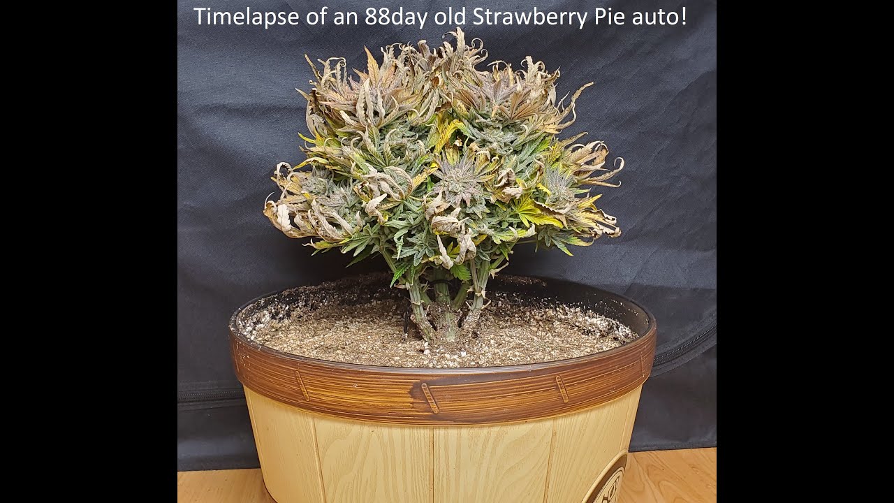 Timelapse of StrawberryPie Auto from Fastbuds - 67 grams:1 of 4plants 3x3 tent - Spiderfarmer SF4000