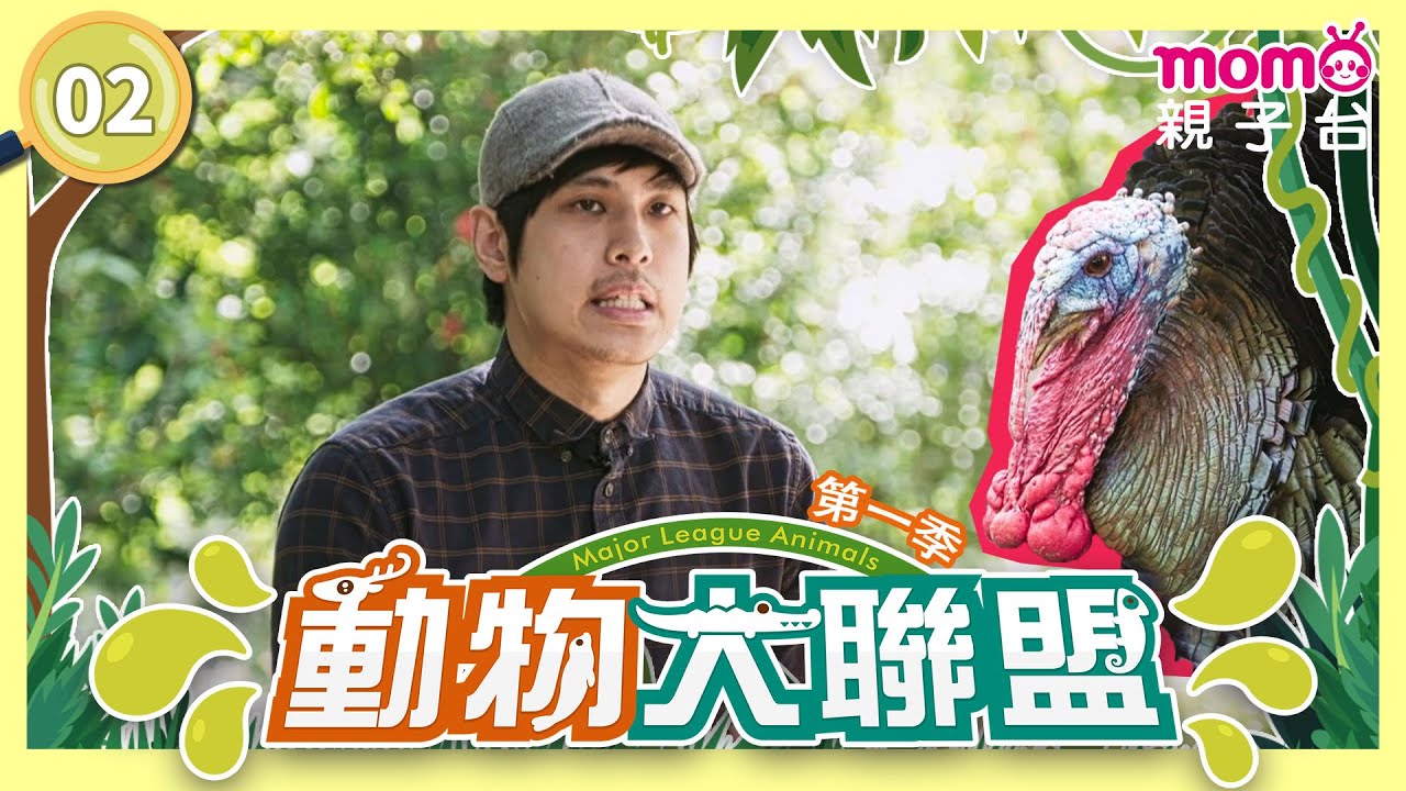 EP02 喜歡交朋友的火雞 Turkey｜完整版｜動物介紹｜寫實紀錄｜《動物大聯盟第1季》｜momokids親子台