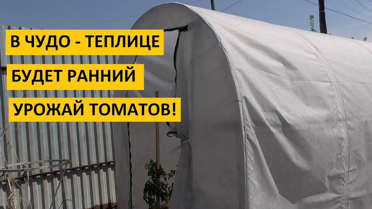 Чудо - теплица. Ранняя высадка томатов для получения раннего урожая со всеми подробностями.