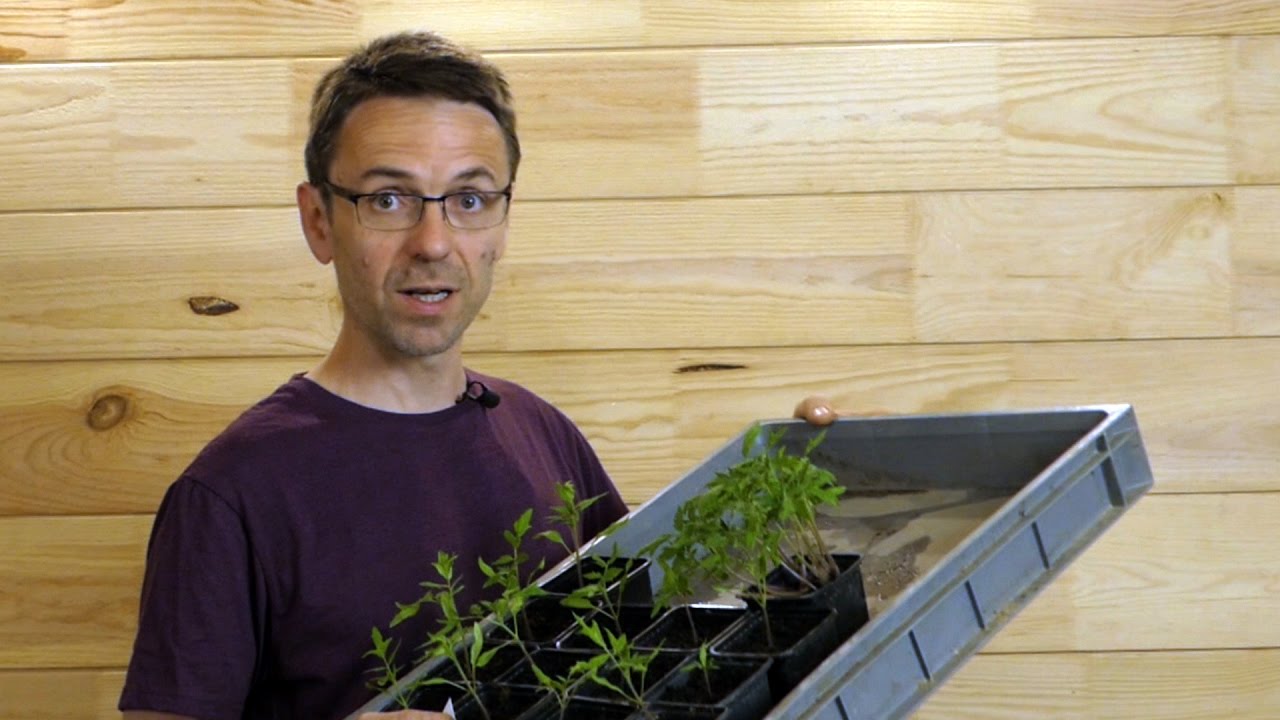 Réussissez à 100% vos greffes de tomates !