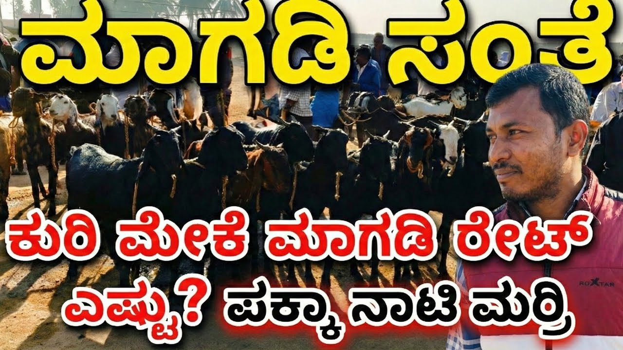 Visiting Biggest Sheep Market Magadi | ಮಾಗಡಿ ಶುಕ್ರವಾರದ ಸಂತೆ ಹೇಗಿದೆ? | Sheep Farming Karnataka