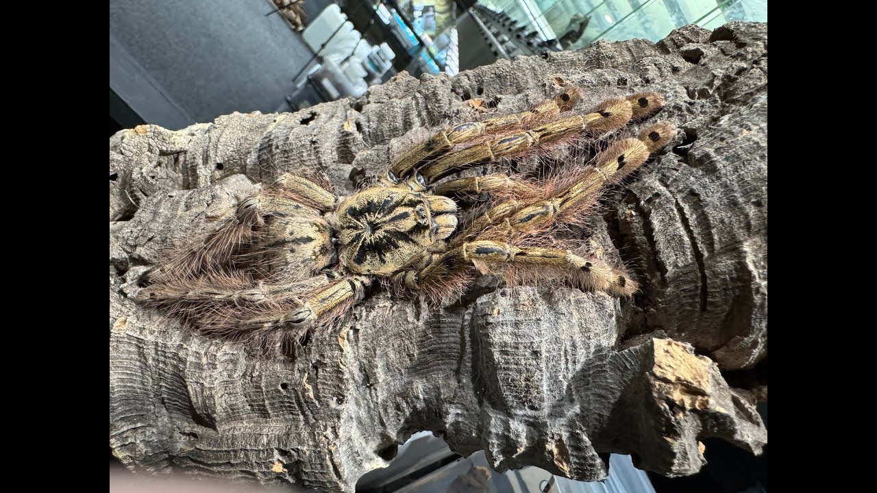 Stromatopelma calceatum, спаривание перистоногих павианов