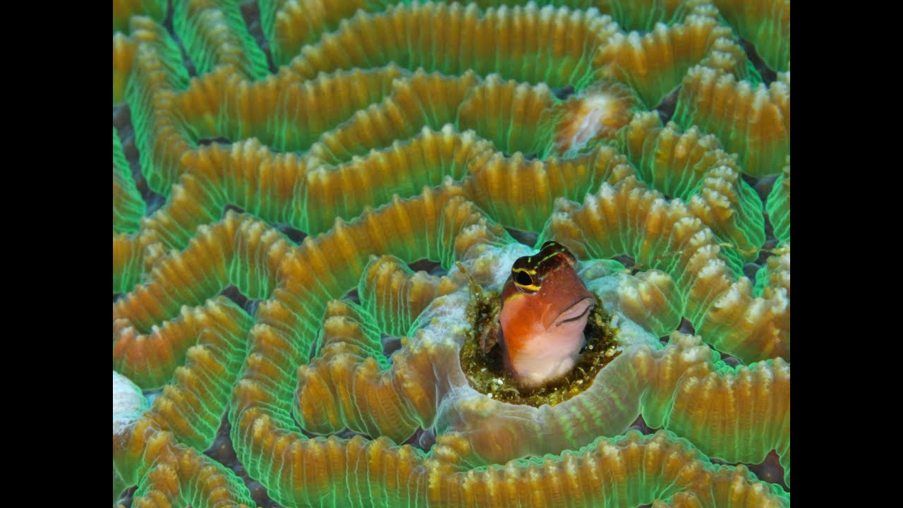 Diving in Anilao Philippines     Dec., 2025