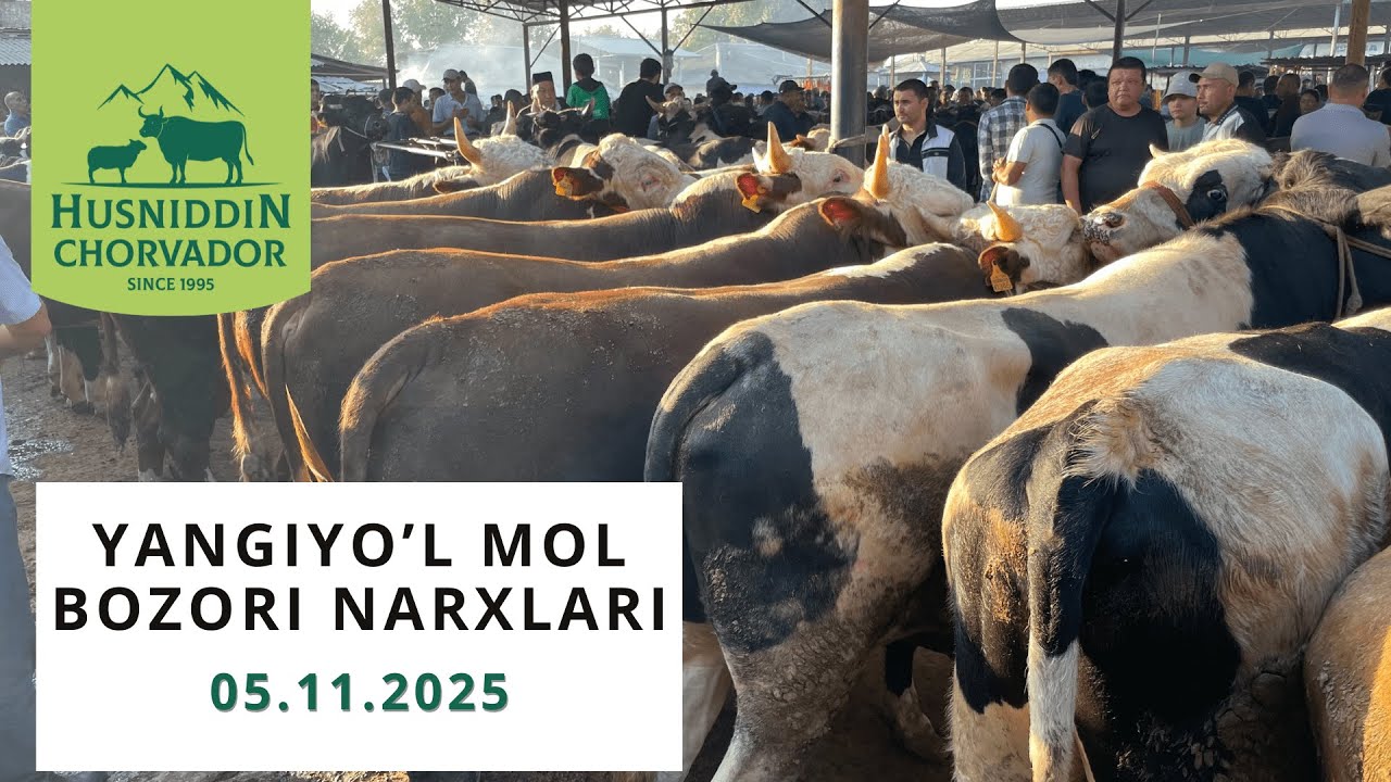 Yangiyo'l Mol Bozori - Buqalar narxi 05.11.2025