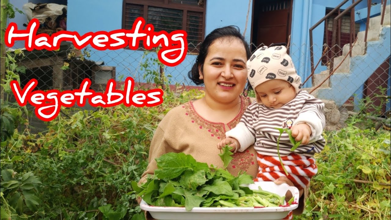 Shanvi harvest organic vegetables|surkhet|2082/11/26 