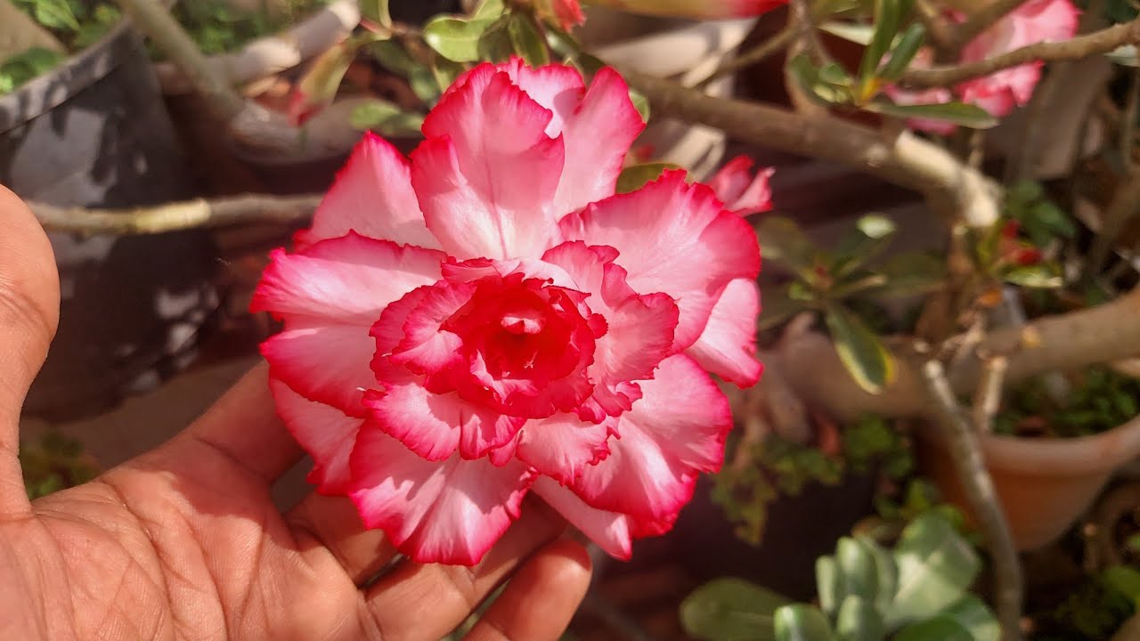 Biggest Adenium Flower ever & Arebicum beauty