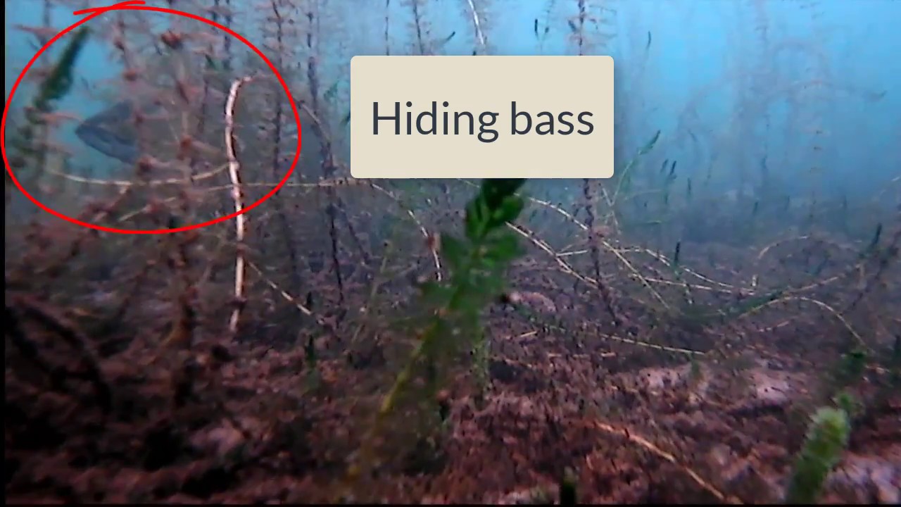Understanding the lake bottom with sonar and Aqua-Vu