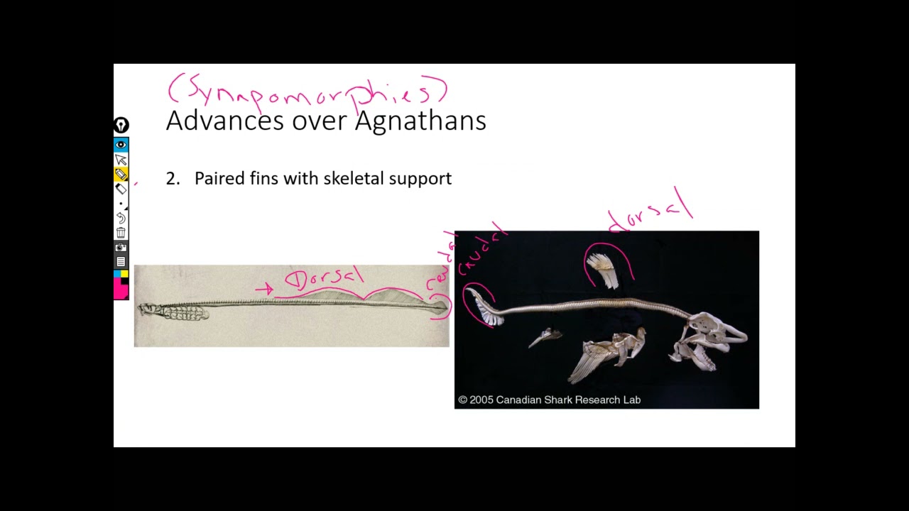 Chondrichthyes1