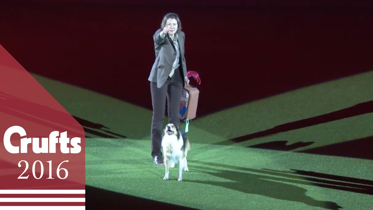Paddington Bear Routine wins Freestyle Heelwork to Music Competition | Crufts 2016