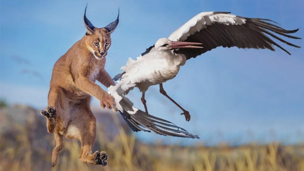 ¡Caracal, el rey cazador de aves que salta alto contra chacales y aves!