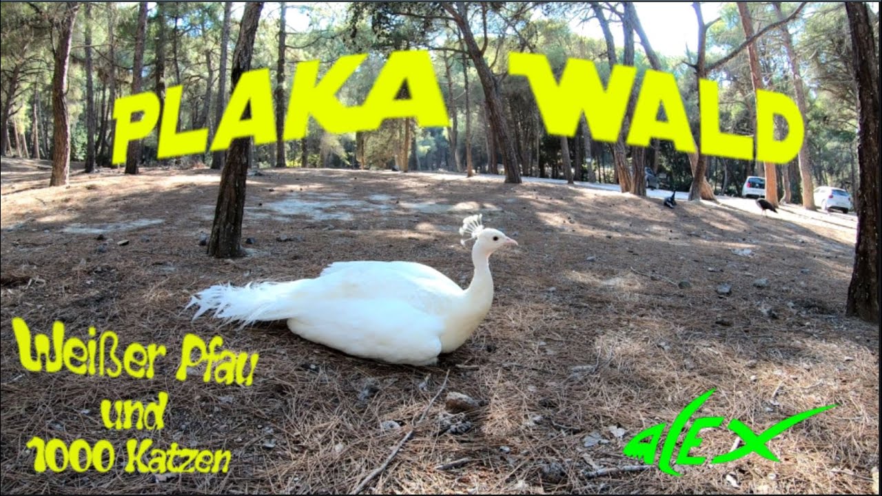 Ein weißer Pfau und 1000 Katzen | Pfauenwald | Plaka Forest | Griechenland KOS | Tag 2