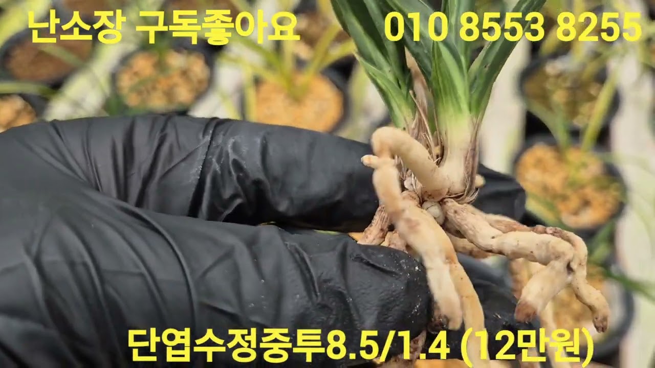 2026년 3월 18일  1번 단엽수정중투12만 2번온누리무지35만원