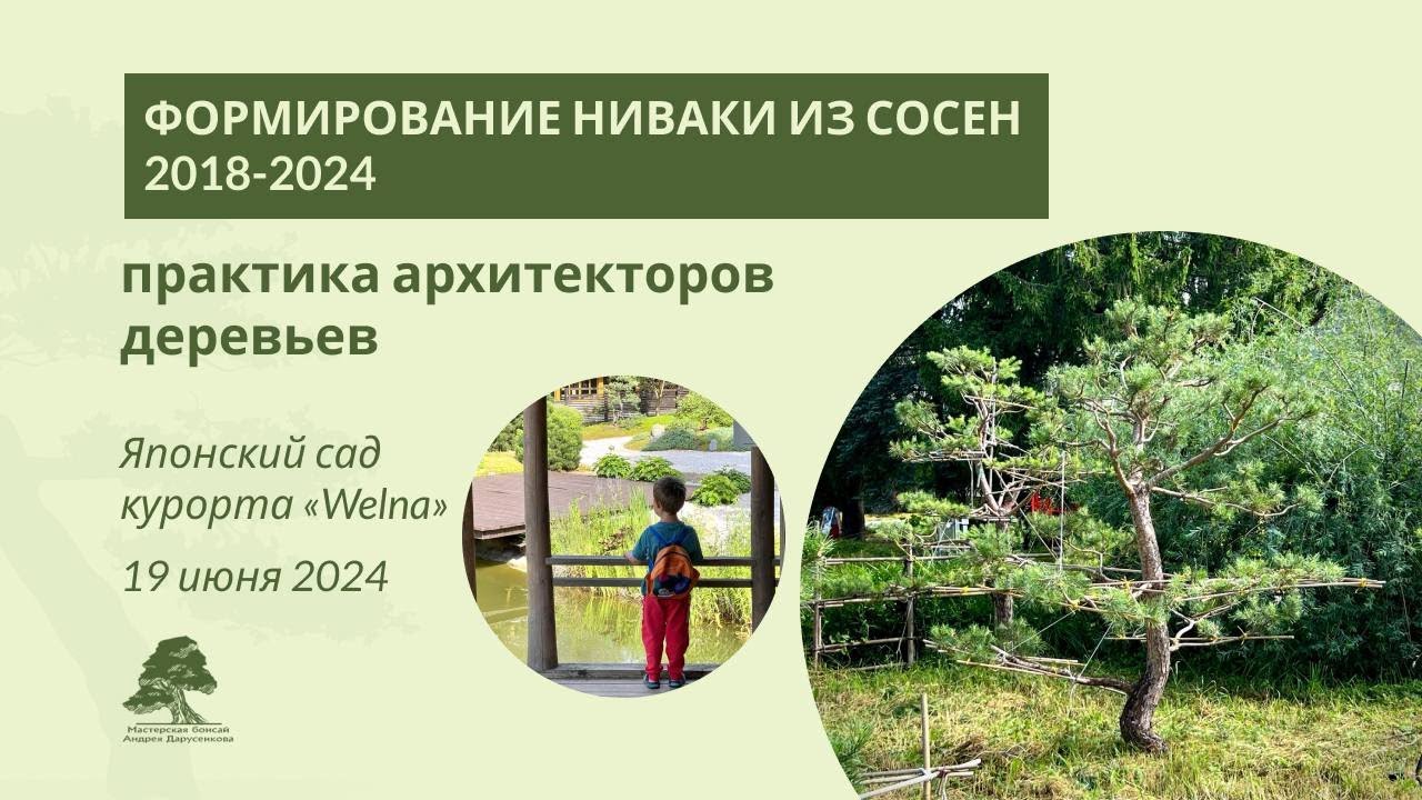 Формирование ниваки из сосны в парке курорта Welna
