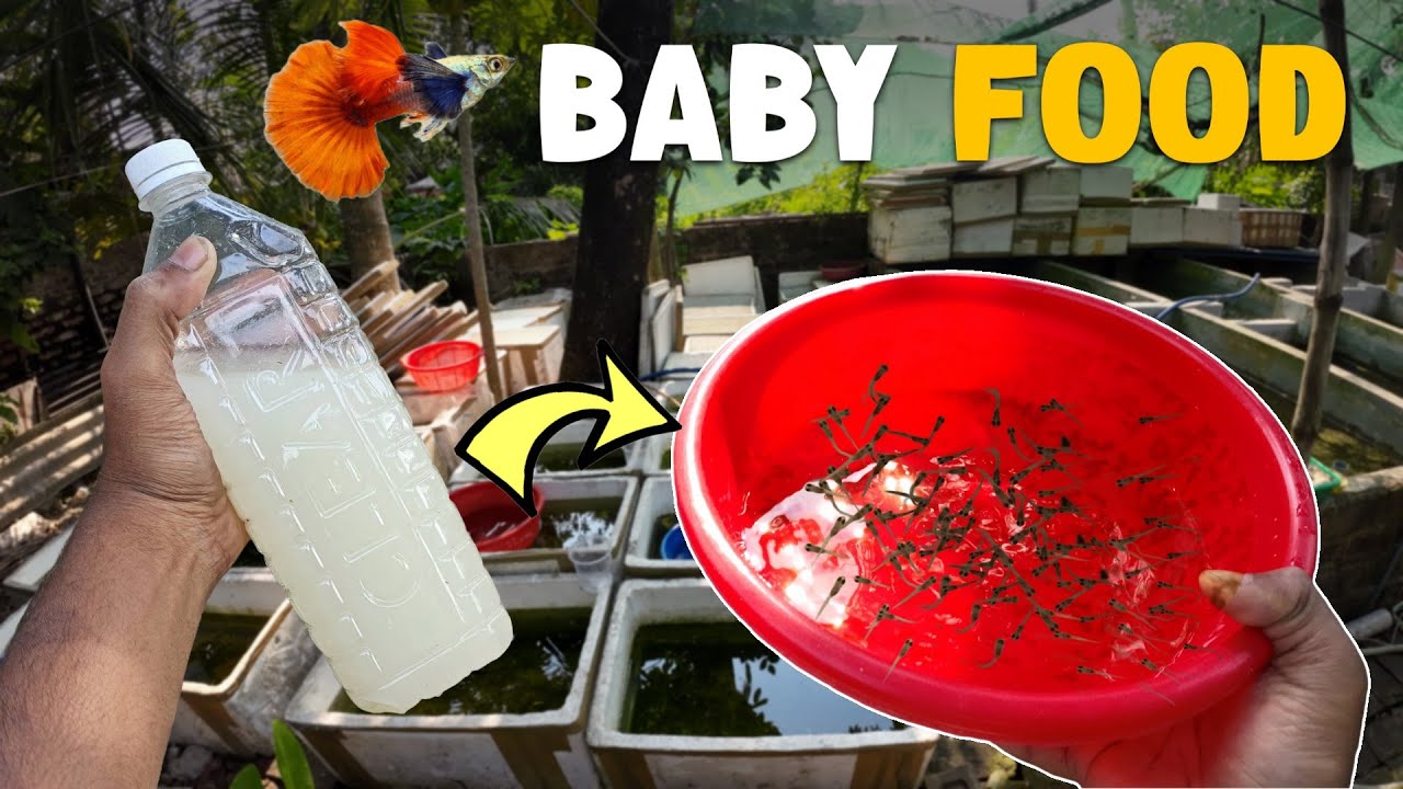 Baby Guppies Food | Guppies Fry Collection | Guppy Farm Update