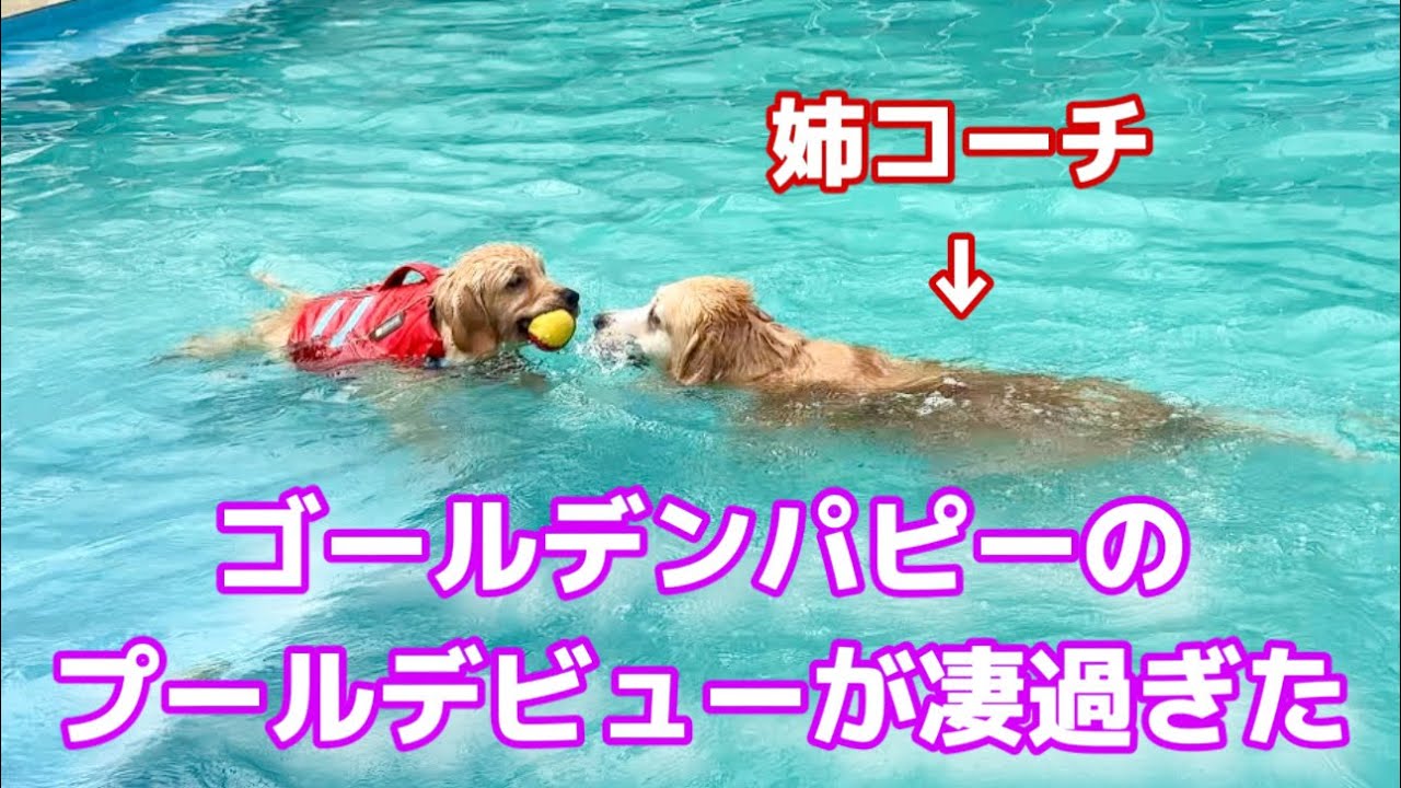 ゴールデンレトリバーパピーのプールデビューが凄すぎた