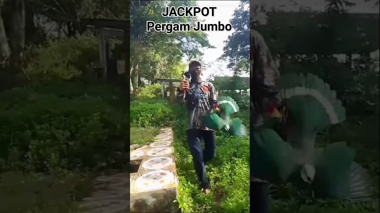 Pergam Jumbo #shorts