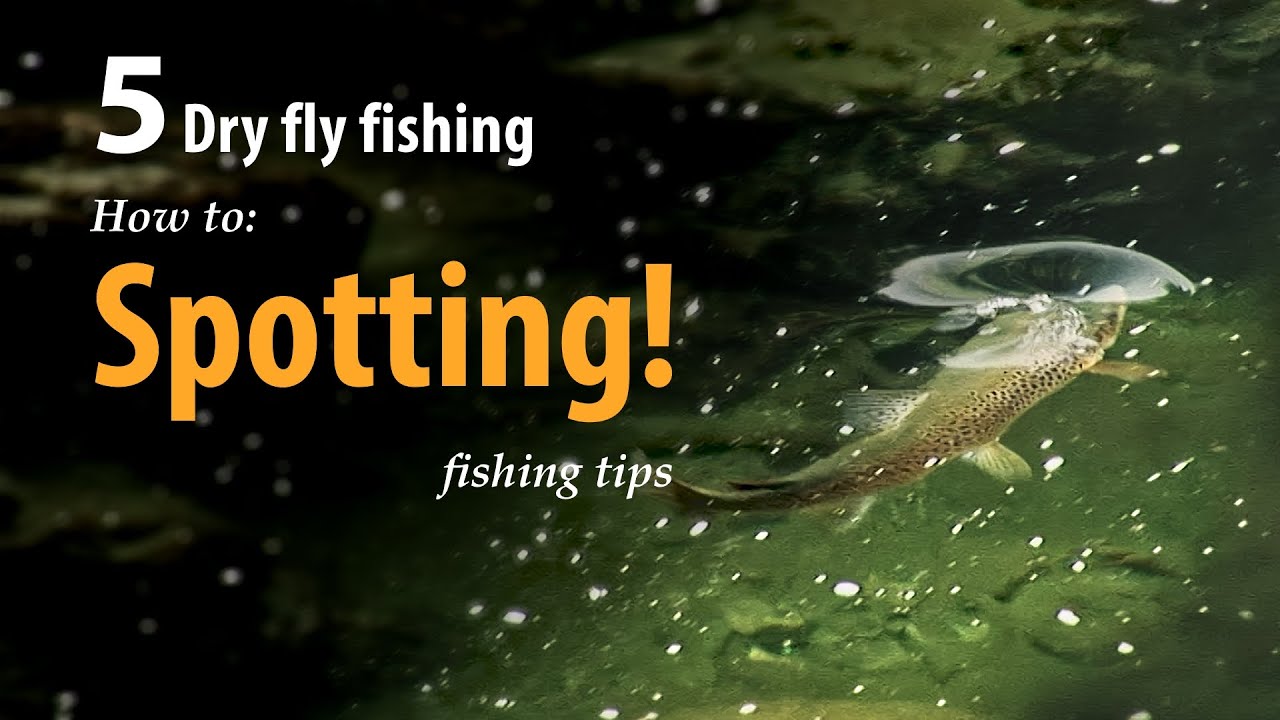 How to • Dry fly fishing • Spotting the fish • fishing tips