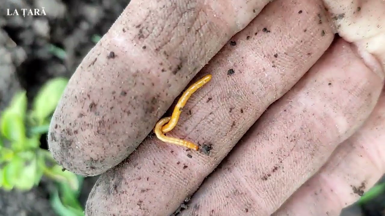 Viermii sârmă, un mare pericol pentru toate culturile. Metodă de combatere naturală