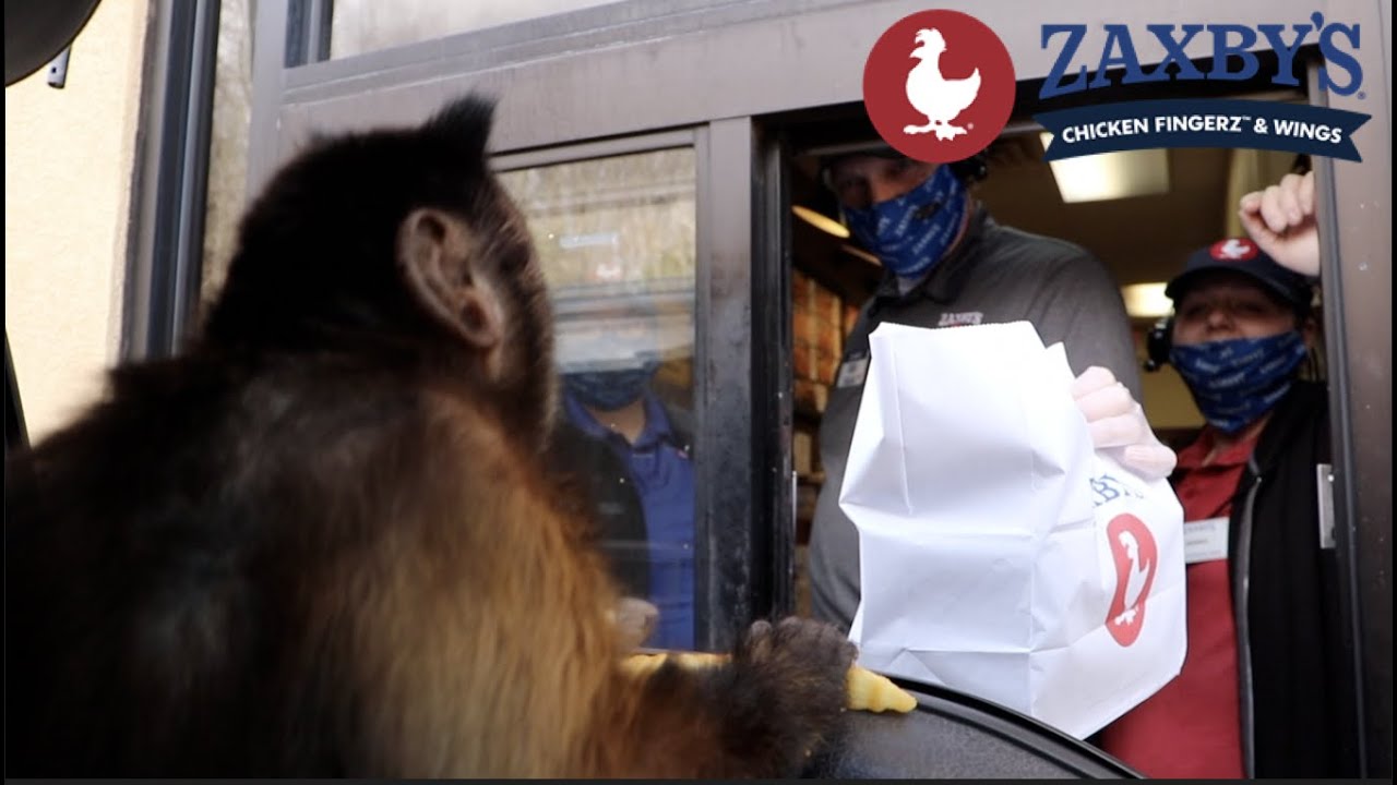 Capuchin Monkey Goes To Zaxby's Drive Thru!     MonkeyBooSpecials