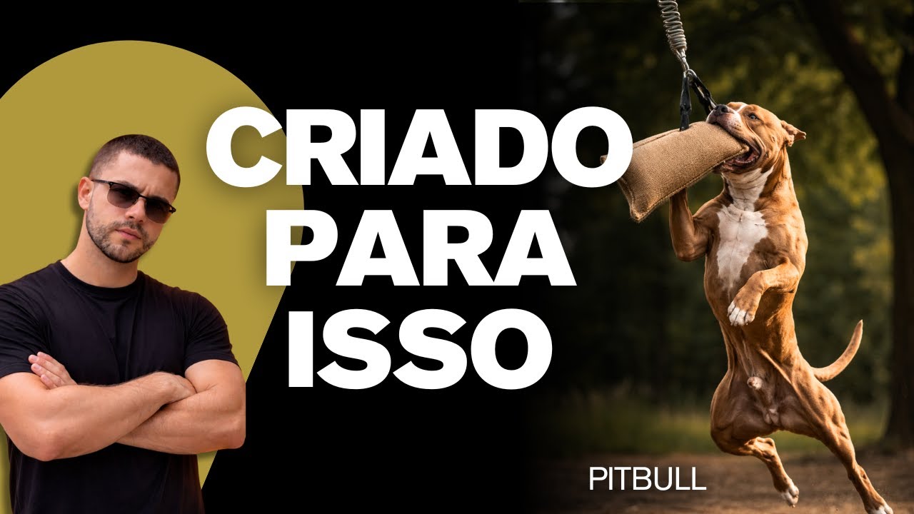 American Pitbull Terrier: O erro que transforma o cão em problema