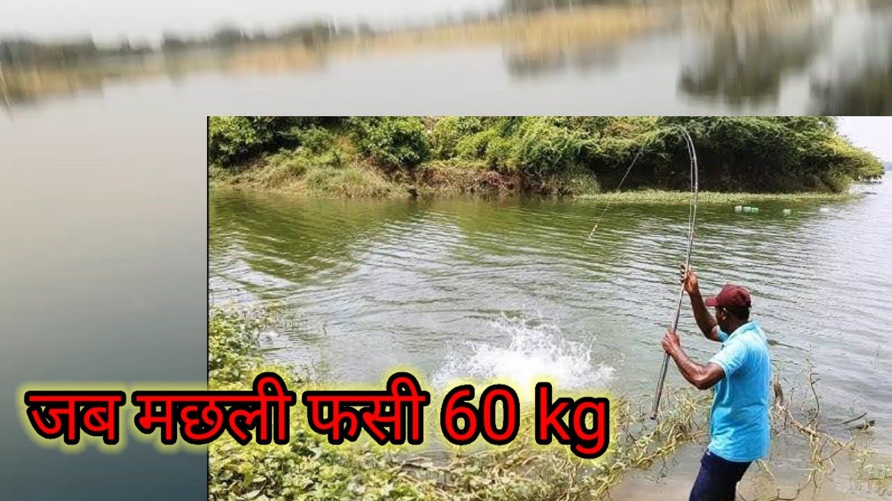 90 kg fish #viral