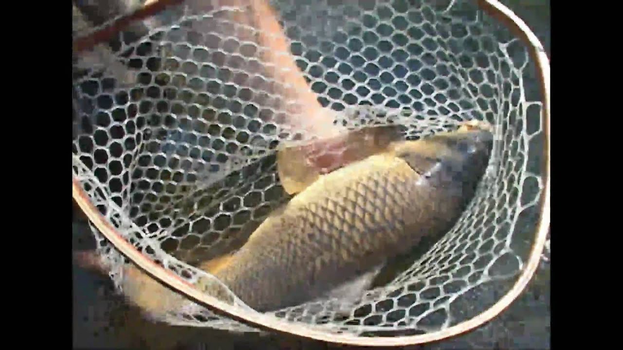 Carp on a mulberry fly