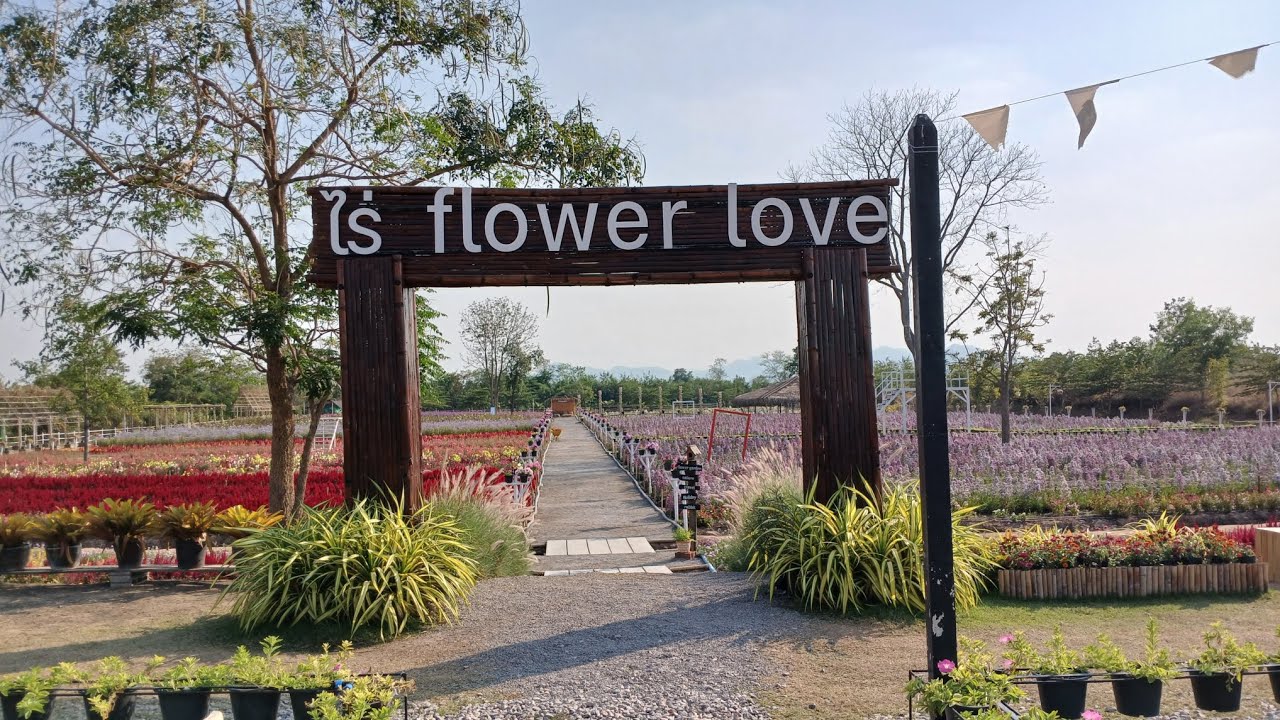 ไร่ flower love ราชบุรี