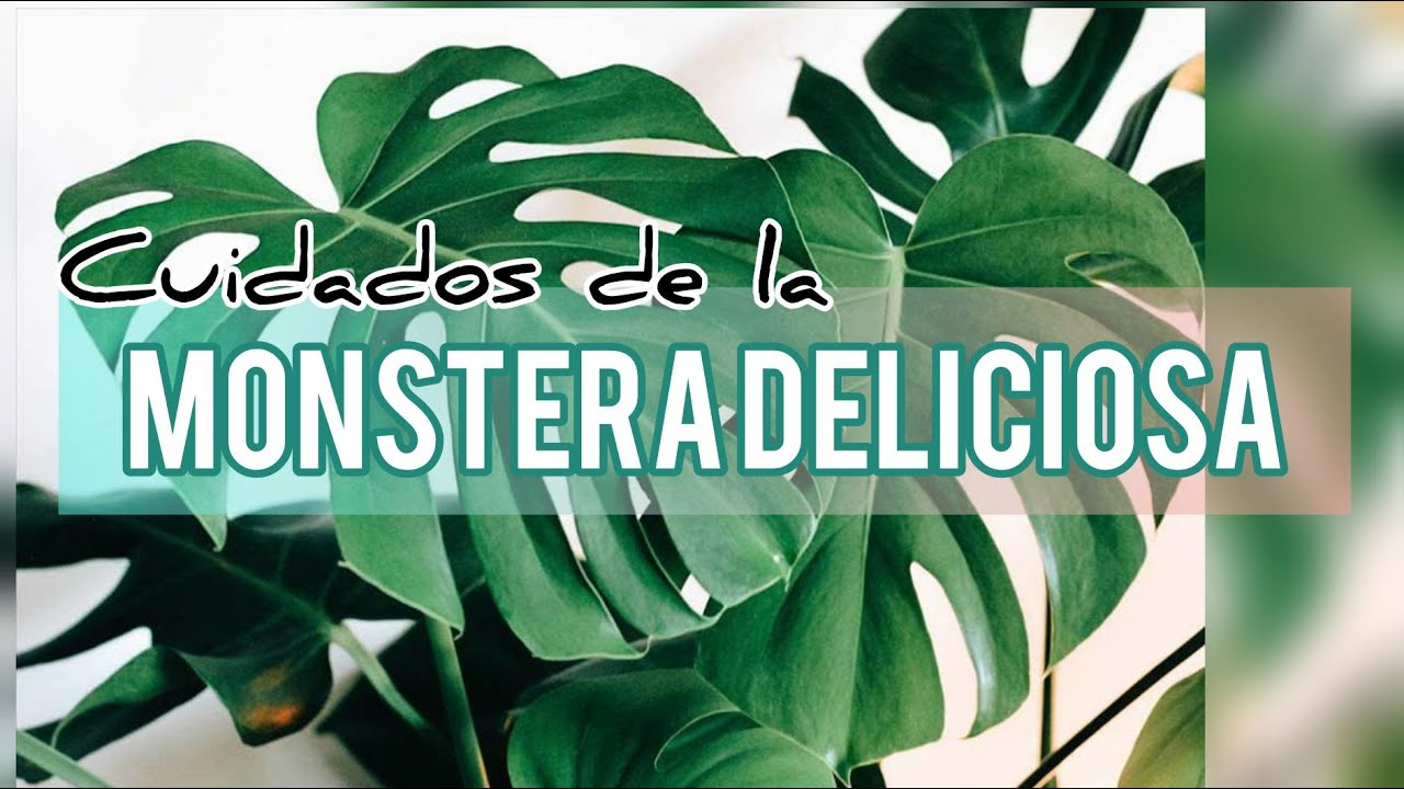 TODO SOBRE EL CUIDADO DE LA MONSTERA DELICIOSA O COSTLLA DE ADÁM/ JARDÍN SUCULENTO