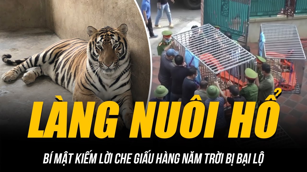 LÀNG NUÔI HỔ NHƯ NUÔI HEO Ở NGHỆ AN | BÍ MẬT KIẾM LỜI CHE GIẤU HÀNG NĂM TRỜI BỊ BẠI LỘ