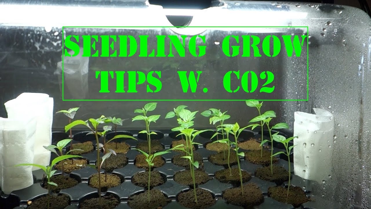Pepper seedlings with Co2 Supplementation