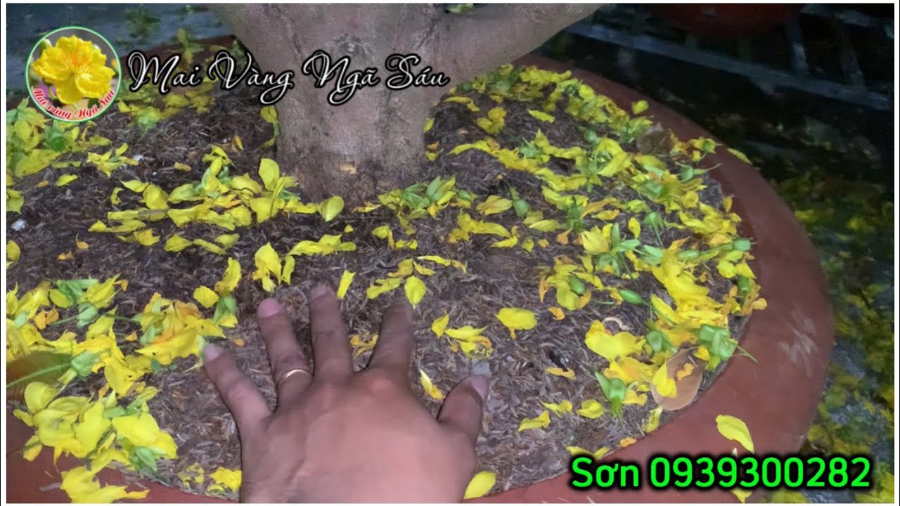 Cách kiểm tra chất trồng có cần phải thay mới hay không? Điều quan trọng giúp cây mai phát triển tốt