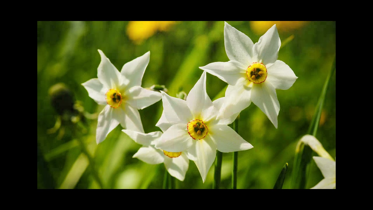 Fiori del Ticino LR
