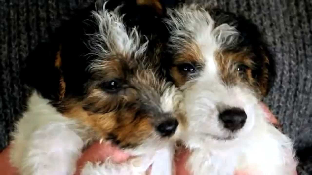 Fox Terriers - Mini & Maxi Фокстерьеры.