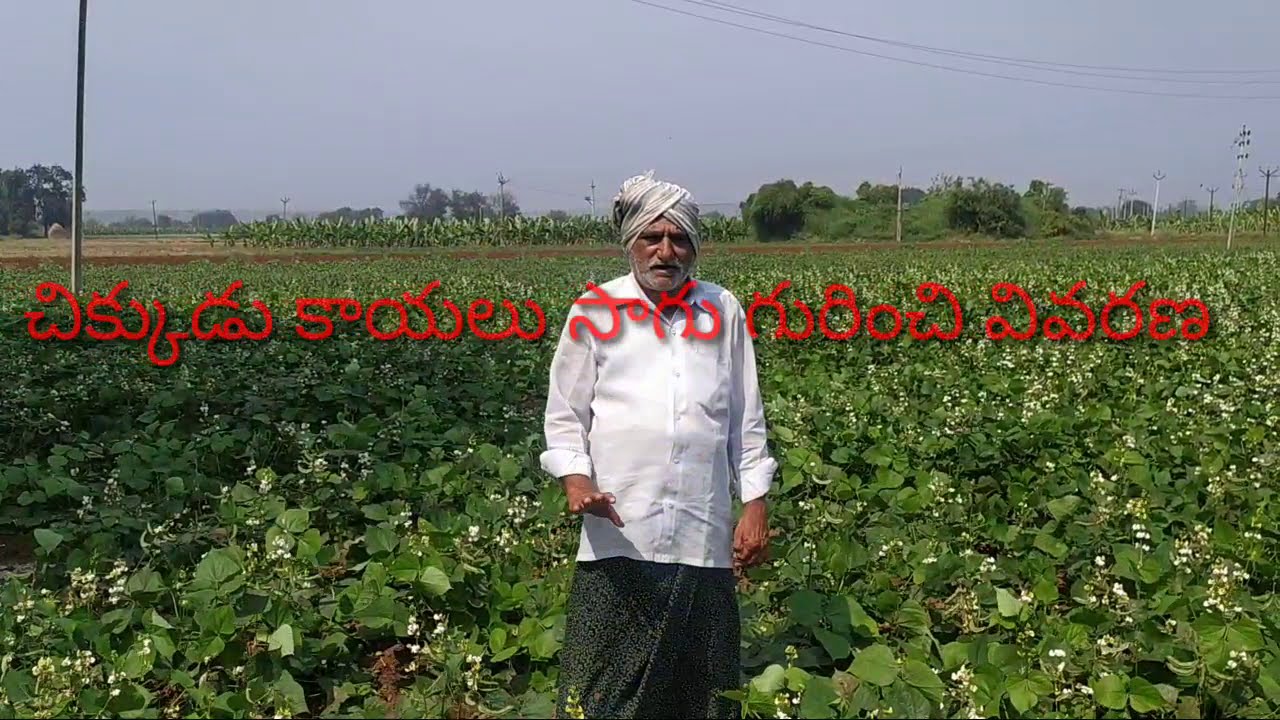 చిక్కుడు కాయ సాగు ఏ విధంగా చేయాలి ఎన్ని రోజుల పంట చేతికి వస్తుంది ఏ విధంగా జాగ్రత్తలు తీసుకోవాలి అని