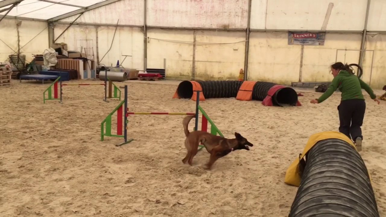 Willa 17 months - agility training, running contacts, bloopers & 4 fun competition