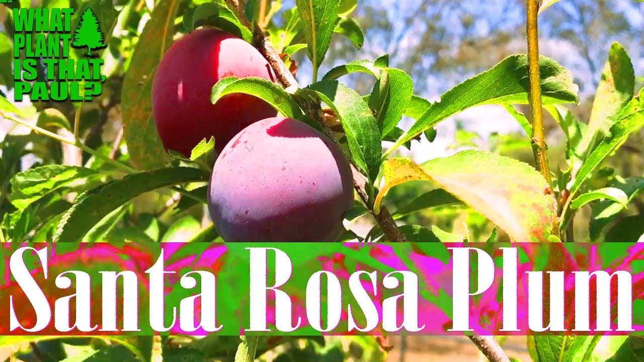 The Santa Rosa Plum is the Ultimate 4th of JULY Fruit, Simply Delicious.
