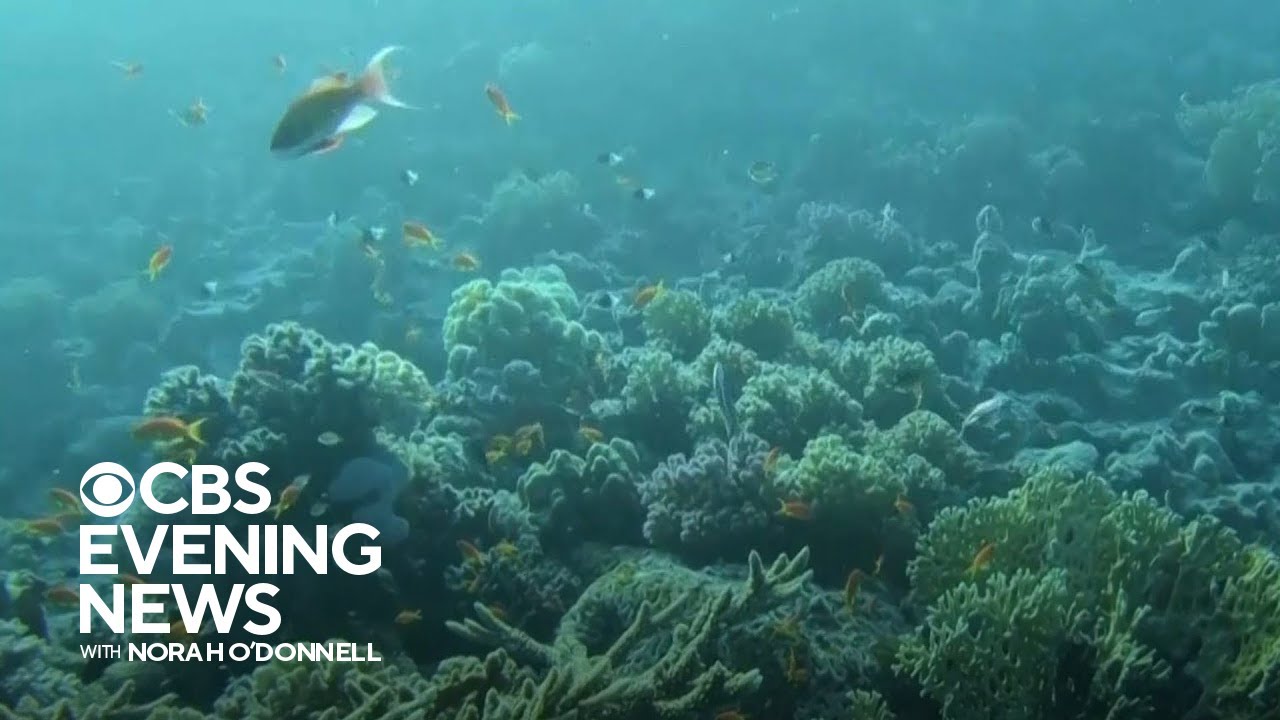 Marine biologists capture audio recordings of coral to analyze reef health