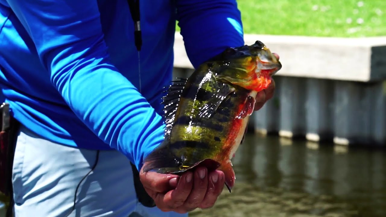 Bass Fishing in Florida's Canals | The Captain's Log