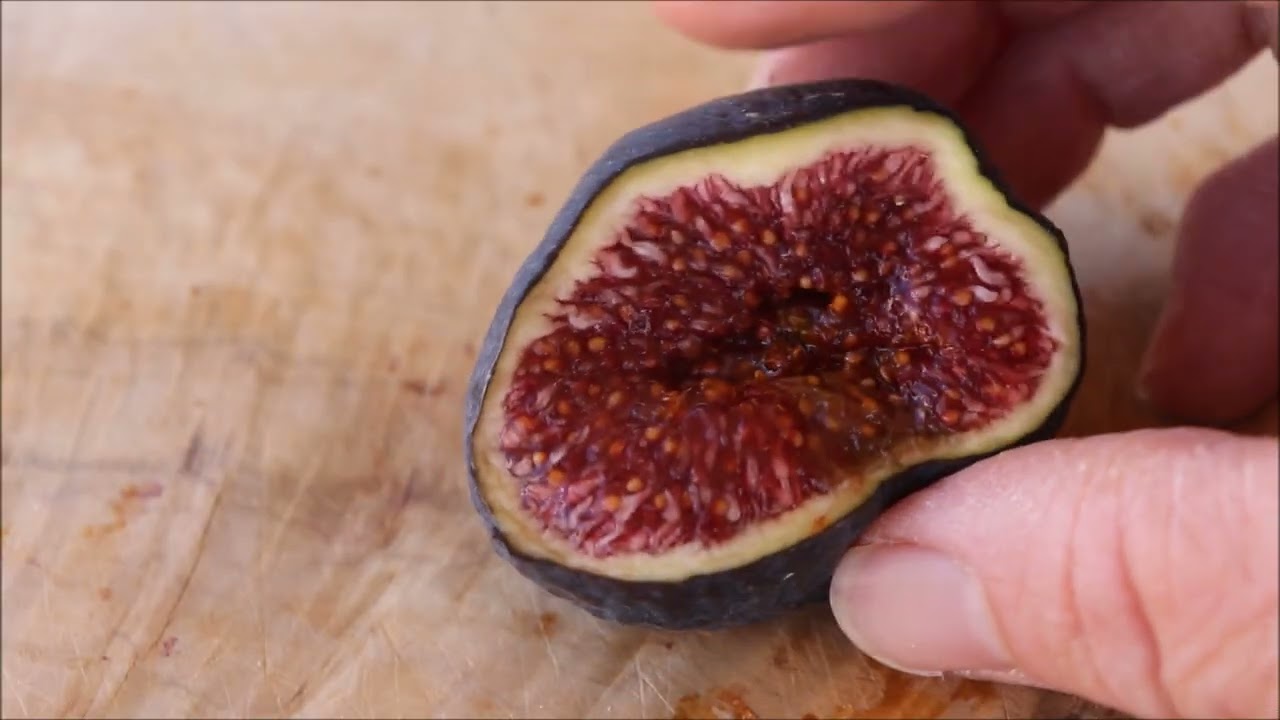 Bass' Favorite Fig Update  - AZ 9B