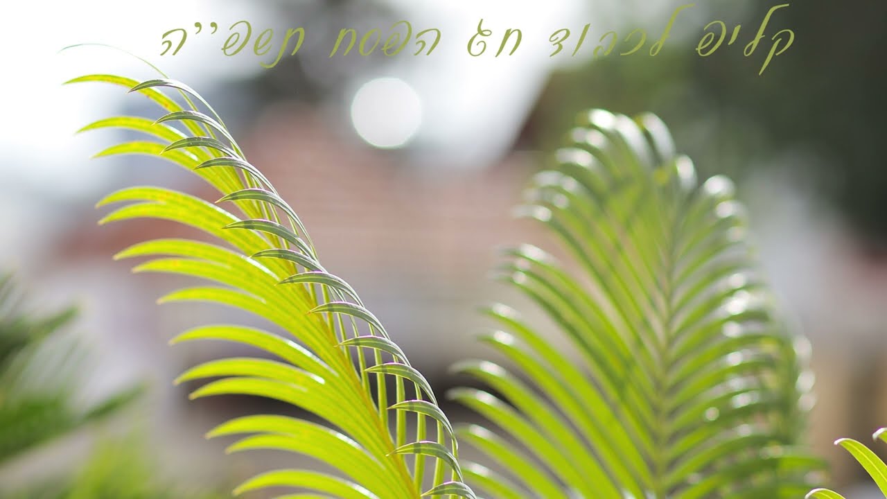 'והיא שעמדה' - קאבר לשיר של יונתן רזאל